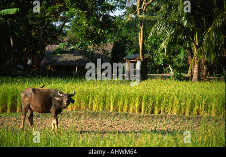 Junge Wasserbüffel grasen auf einem geernteten Reisfeld. Bangladesch Stockfoto