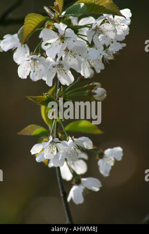 Wilde Kirschblüte (Prunus Avium) Stockfoto