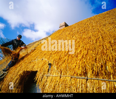 Thatchers bei der Arbeit Stockfoto