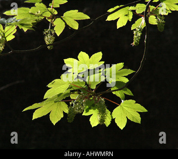 Bergahorn (Acer pseudoplatanus) Blüten und Blätter mit Hintergrundbeleuchtung durch frühen Morgen Sonnenschein. Stockfoto