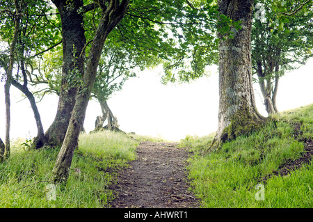 Weg hinauf durch Bäume im Sommer Stockfoto