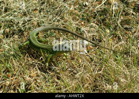 Western grüne Eidechse (Lacerta Bilineata Viridis), in der Nähe von Rom, Italien Stockfoto