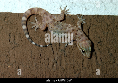 Mediterran Haus Gecko (Hemidactylus Turcicus), Rom, Italien Stockfoto