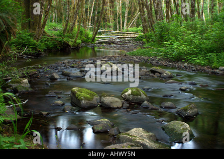Deep forest creek in vibrant green Oregon. Stockfoto