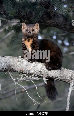 Amerikanische Marder Martes Americana Montana USA Stockfoto