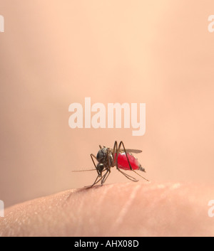 gemeinsamen Mücke Culex Pipiens sitzt auf einem Mann s Hand saugen Blut Model-Release Nr. 0000 selbst Stockfoto