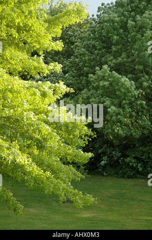 Detail der Bäume im Park mit kontrastierenden Farben grün Stockfoto