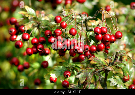 Hawthorne Beeren Stockfoto