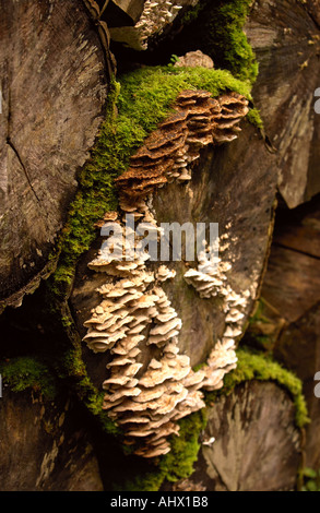 ALTE PROTOKOLLE MIT MOOS UND PILZE IM WALD ENGLISH UK Stockfoto