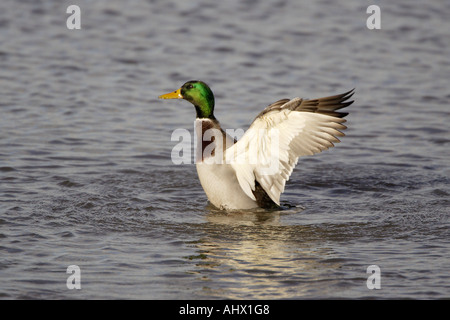 Drake Mallard mit Flügeln an Slimbridge WWT Stockfoto