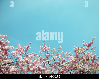 rosa Blüte im Frühling unter blauem Himmel Stockfoto