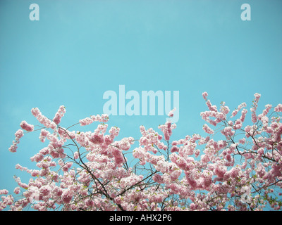 rosa Blüte im Frühling unter blauem Himmel Stockfoto