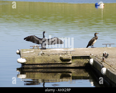 Zwei Kormorane auf einem Steg am See. Der eine hat seinen Flügel gestreckt zu öffnen. Stockfoto