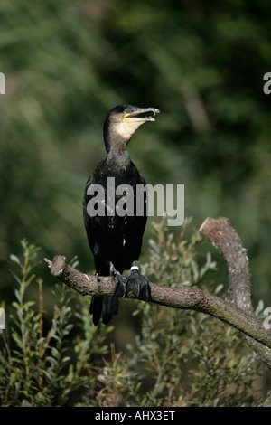 Kormoran Phalacrocorax carbo Stockfoto