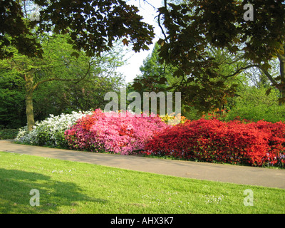 Blumenbeete in lokalen Park mit roten, rosa und weißen Azaleen Stockfoto