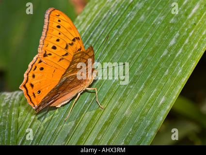 Orange Monarch-Schmetterling sitzt auf einem langen grünen Palmwedel Stockfoto