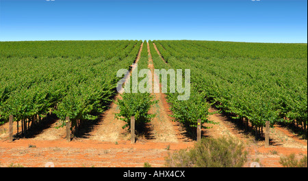 breites Bild eines Bauernhofes im Barossa Valley mit Wein Trauben wachsen in Zeilen Stockfoto