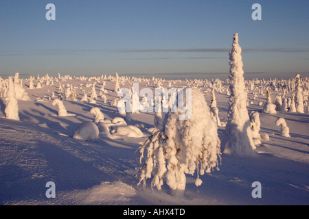 Winter-Szene in Finnland mit Schnee bedeckt Bäume 2 Stockfoto