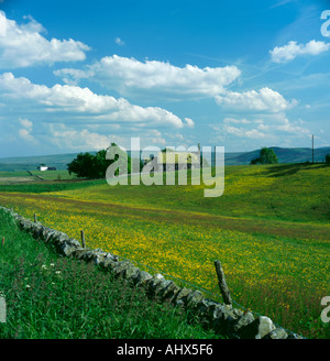 Wildblumenwiese, Langdon Beck Dorf, obere Teesdale, North Pennines, County Durham, England, UK. Stockfoto