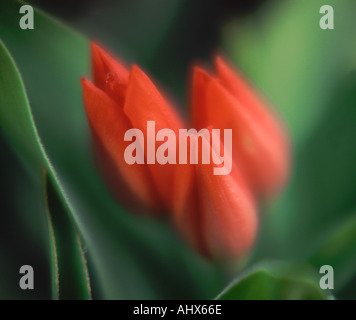 Drei rote Tulpen Tulipa Stockfoto