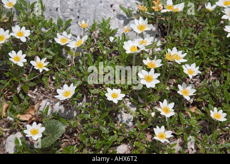 Mountain Avens Blumen Dryas Octopetala im Sommer Stockfoto