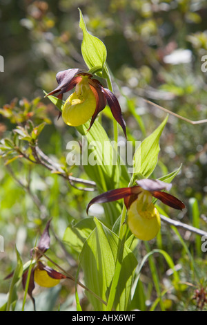 Seltene Frauenschuh Cypripedium calceolus Orchidee in Blume wächst auf 1200 Metern Baumgrenze im Triglav Nationalpark in den Julischen Alpen in Slowenien Stockfoto