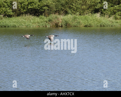 Zwei Kanada-Gänse fliegen tief über das Wasser Stockfoto