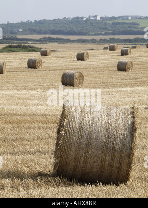 Runde braune Kautionen von Heu, in einem Feld. Eine Kaution im Vordergrund Stockfoto