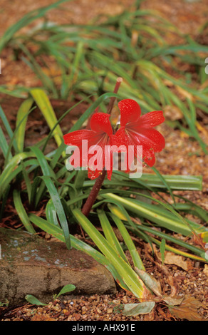 Houston Texas USA Mercer Botanischer Garten Regen-Lilie, Atamasco Lily, wilde Easter Lily Zephyranthes atamasca Stockfoto