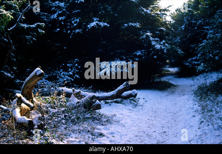 Landschaft des Naturschutzgebietes bei Kingley Vale in West Sussex im Schnee Stockfoto