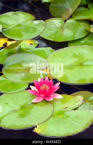 Wasserlilien und Seerosen im Teich rosa Blume Stockfoto