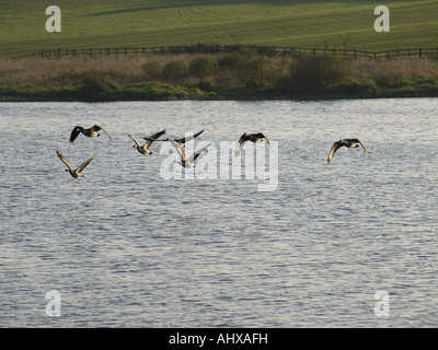 Herde von Kanadagänse fliegen über einem See Stockfoto