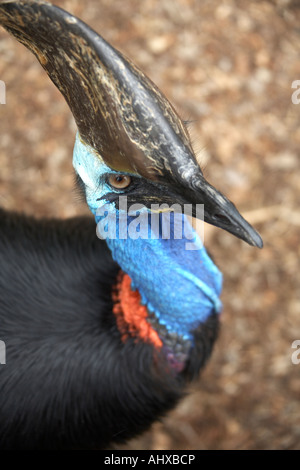 Südlichen Helmkasuar Casuarius Casuarius Vogel in Lone Pine Koala Sanctuary Wildlife reserve Zoo Brisbane Queensland QLD Australien Stockfoto