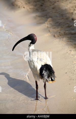 Gemeinsamen Kran Vogel auf künstliche Streets Beach in South Bank in Brisbane Queensland QLD Australien Stockfoto