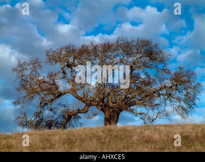 Einzelne Eiche Stockfoto