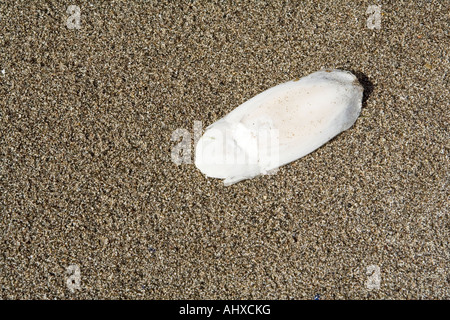 Die angespülten Innenschale der gemeinsamen Tintenfisch: lateinischer Name Sepia Officinalis Stockfoto