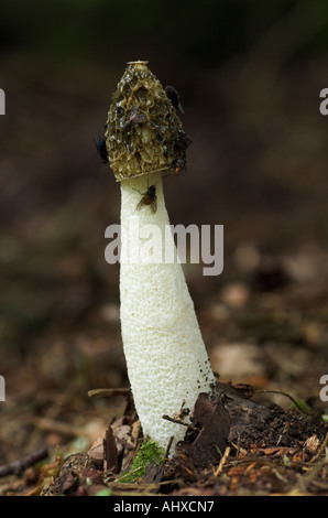 Die Kappe eines Stinkmorchel Pilzes mit fliegen Stockfoto