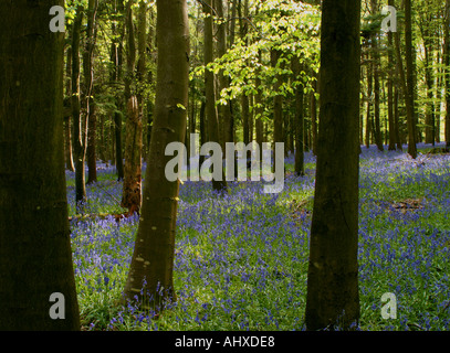 Blubell Woods Stockfoto