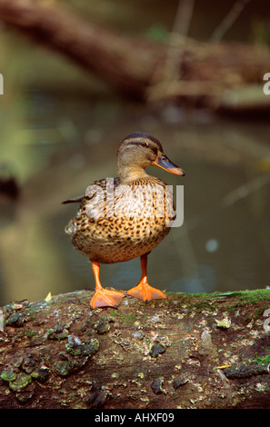 Weibliche STOCKENTE Anas Platyrhynchos thront auf einem Baumstamm Stockfoto