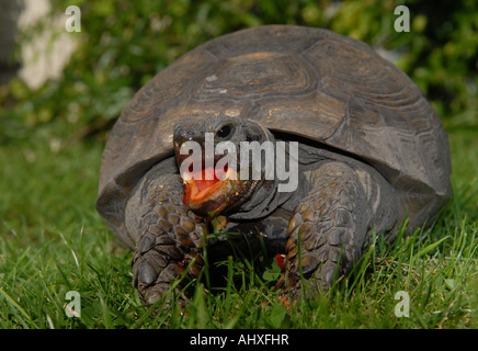 Essen Eine Erdbeere 100 Jahre Alte Weibliche Schildkrote Stockfotografie Alamy