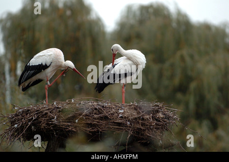 Störche, putzen sich Stockfoto