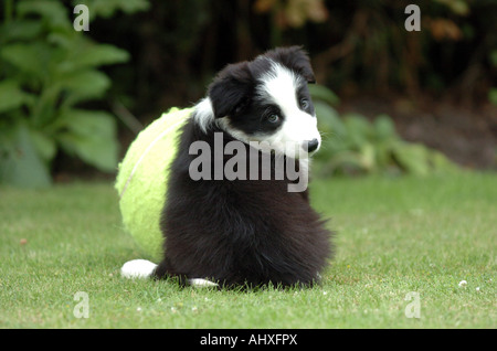 Border Collie Welpen mit einem Ball, der zu groß ist Stockfoto