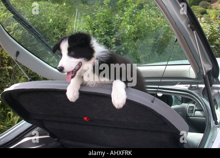 Border Collie Welpen gerne aus dem Auto aussteigen Stockfoto