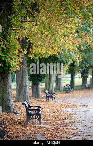 Eisenbänke stehend in gefallenen Blätter unter herbstlichen Bäumen in Cannon Hill Park, Birmingham, UK Stockfoto