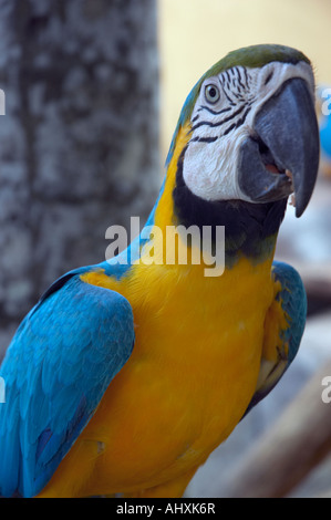 Ara, Langkawi Bird Paradise Stockfoto