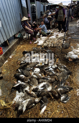Geflügel für Verkauf, langen Bien Markt, Hanoi, Vietnam. Von der Geschichte über die Vogelgrippe in Asien.