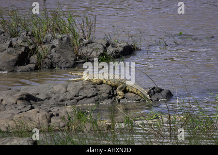 Nil-Krokodil auf Felsen am Fluss ruhen mit Mund öffnen Stockfoto