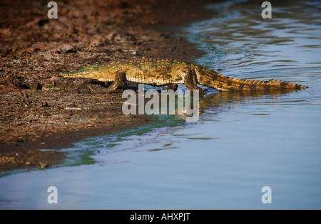 Alligator zu Fuß aus Wasser Stockfoto