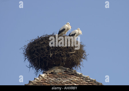 Zwei Störche in ihrem Nest auf einem mittelalterlichen Turm bei Kaysersberg, Elsass, Frankreich. Stockfoto