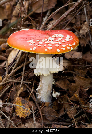Fliegenpilz-Fliegenpilz Stockfoto